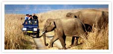 Rajasthan Wilderness