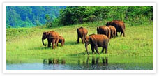 South India Wildlife Tour