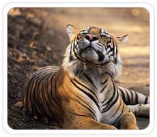 Tiger at Ranthambhore National Park