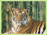 Tiger at Sawaiman Sight Sanctuary
