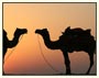 Rajasthan Colorful Heritage Tour