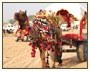 Jewels of Rajasthan